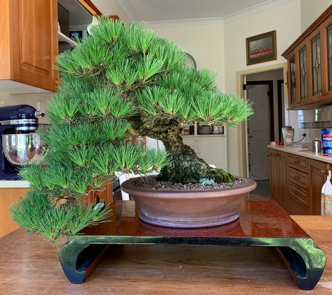 Japanese-black-pine-display.jpg