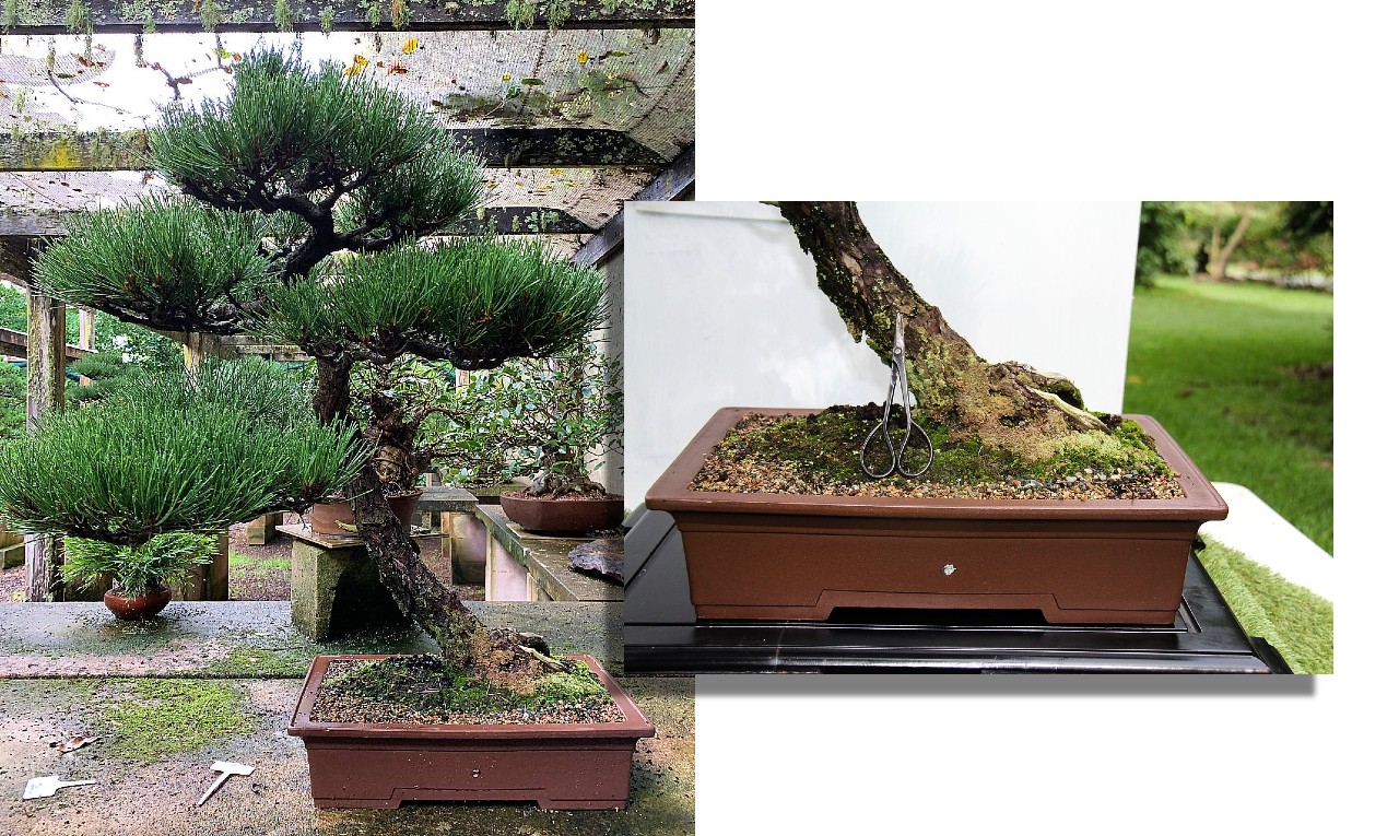 Japanese black pine 19 sold