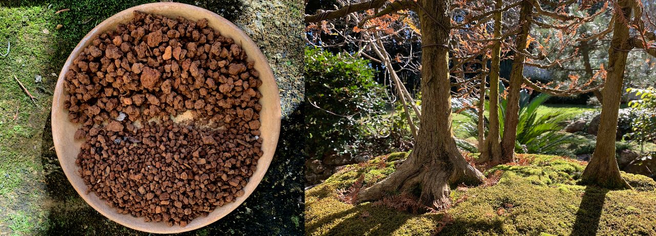 akadama soil mix australian bonsai gallery