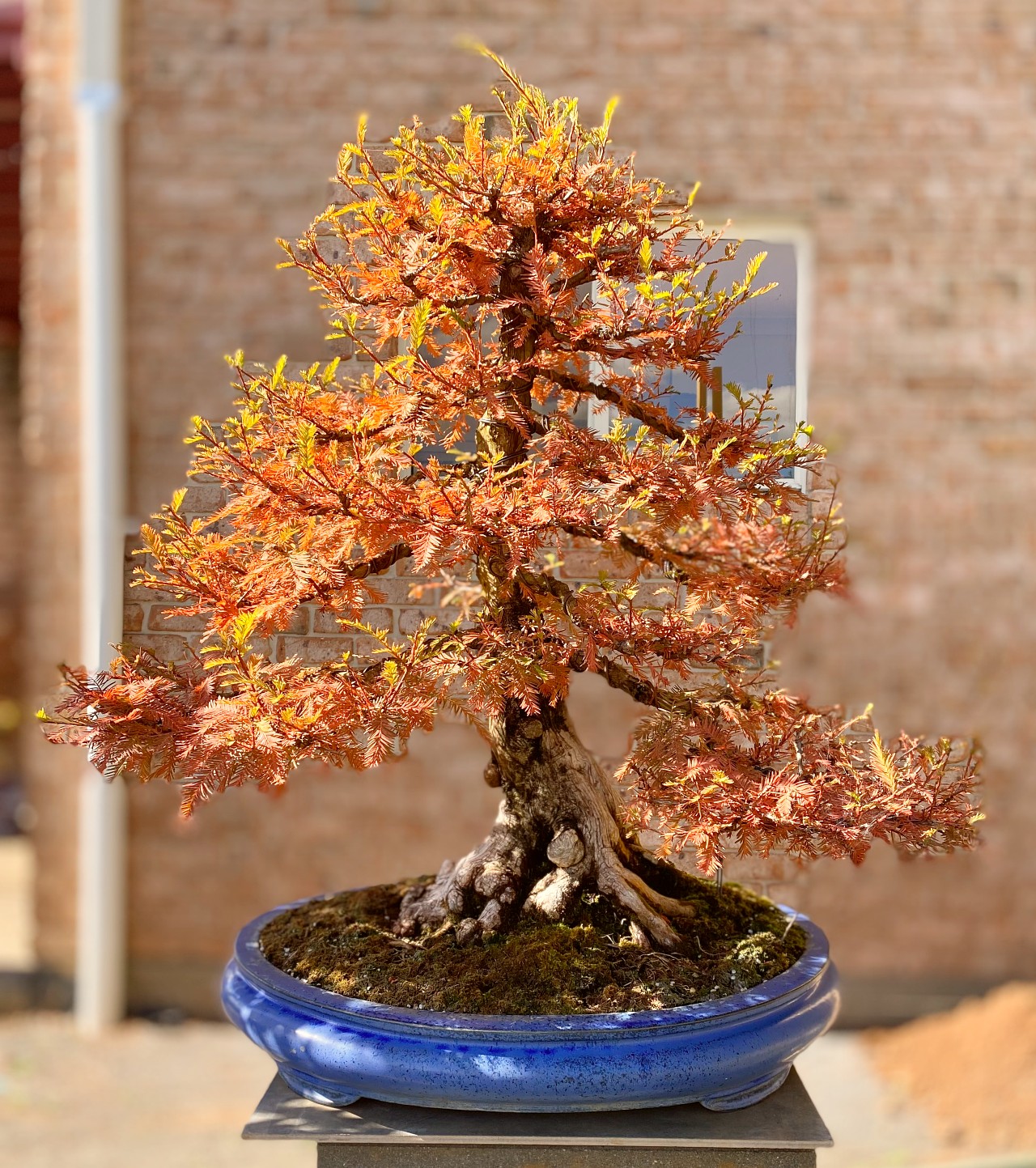 australian bonsai gallery autumn swamp cypress