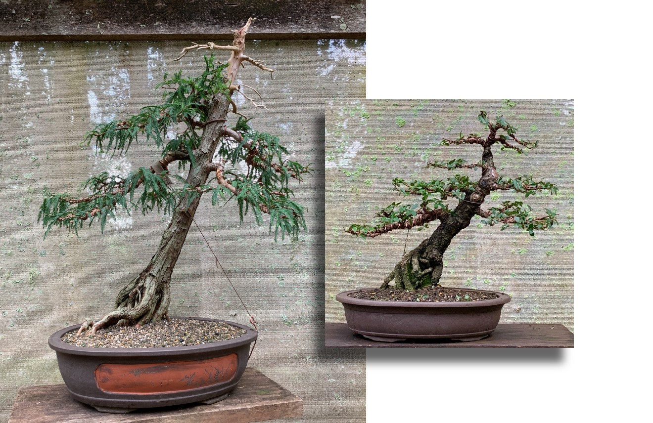 Australian Bonsai Gallery Bonsai Weekend