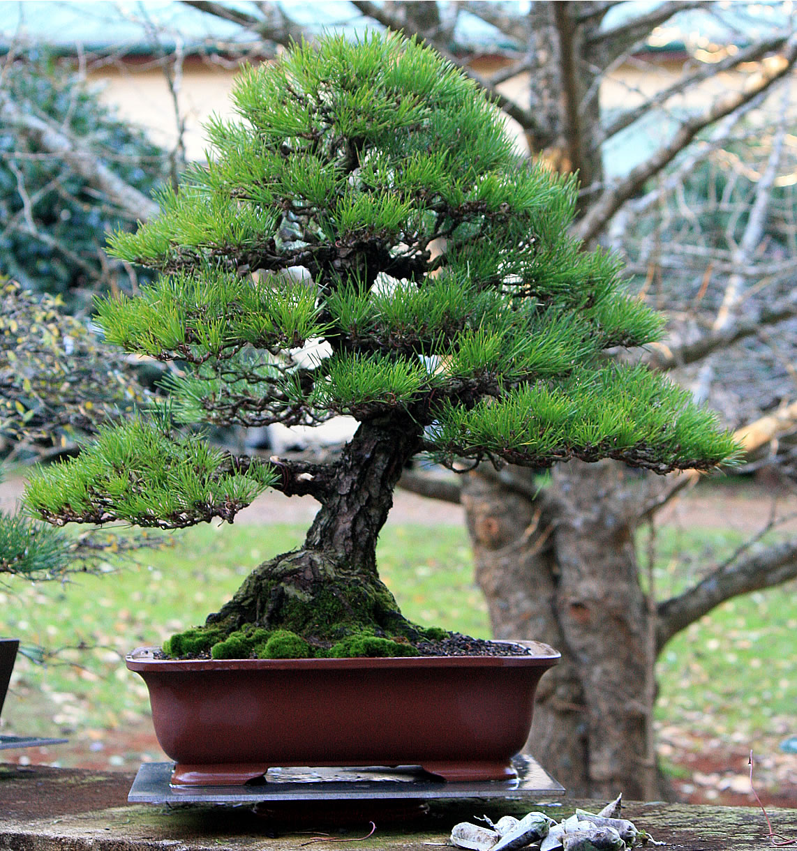 black pine bonsai 02