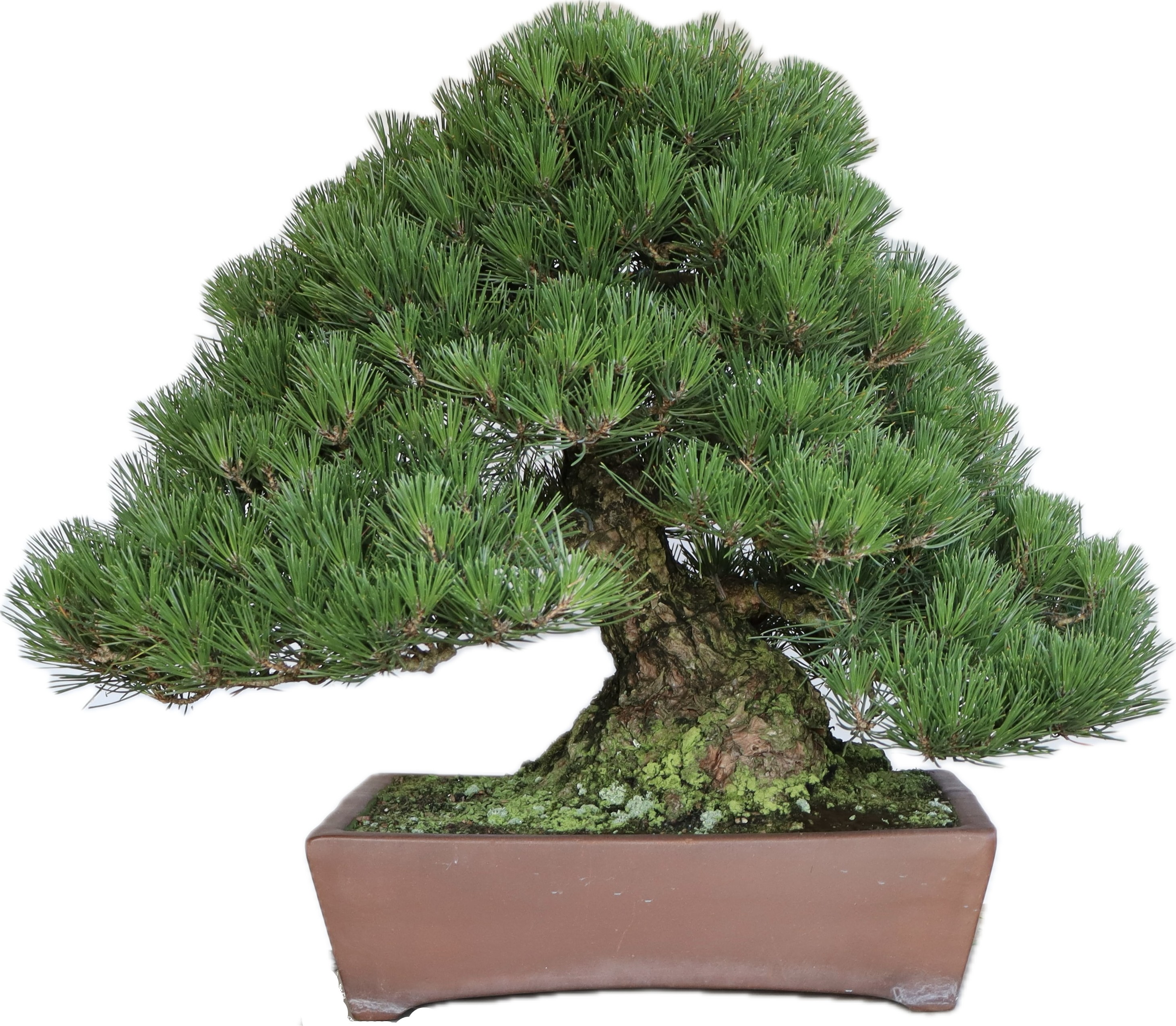 black pine cutout
