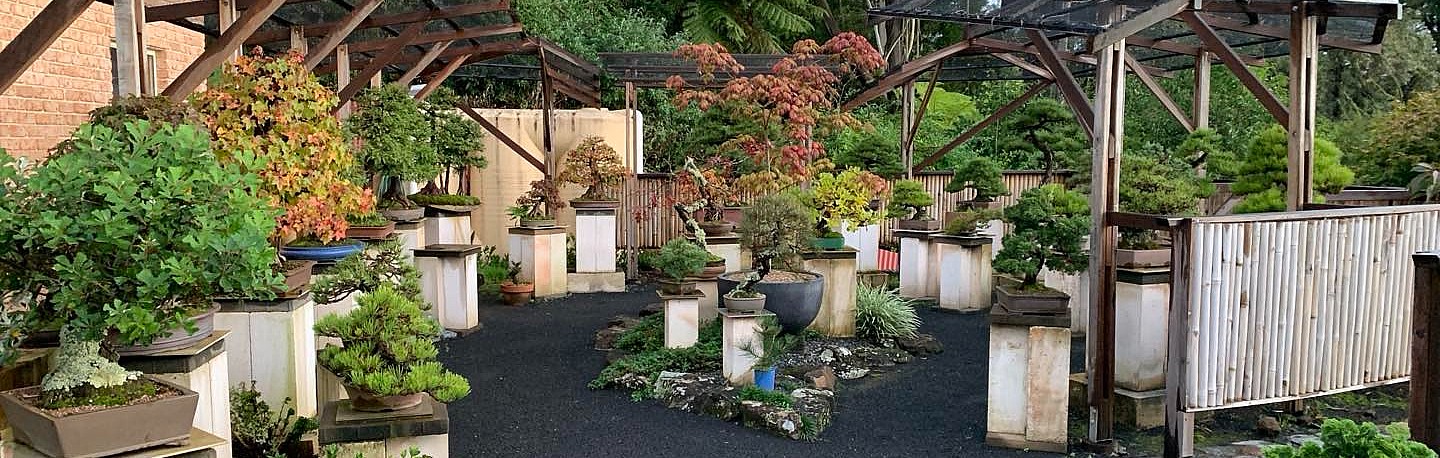 bonsai gallery workshops