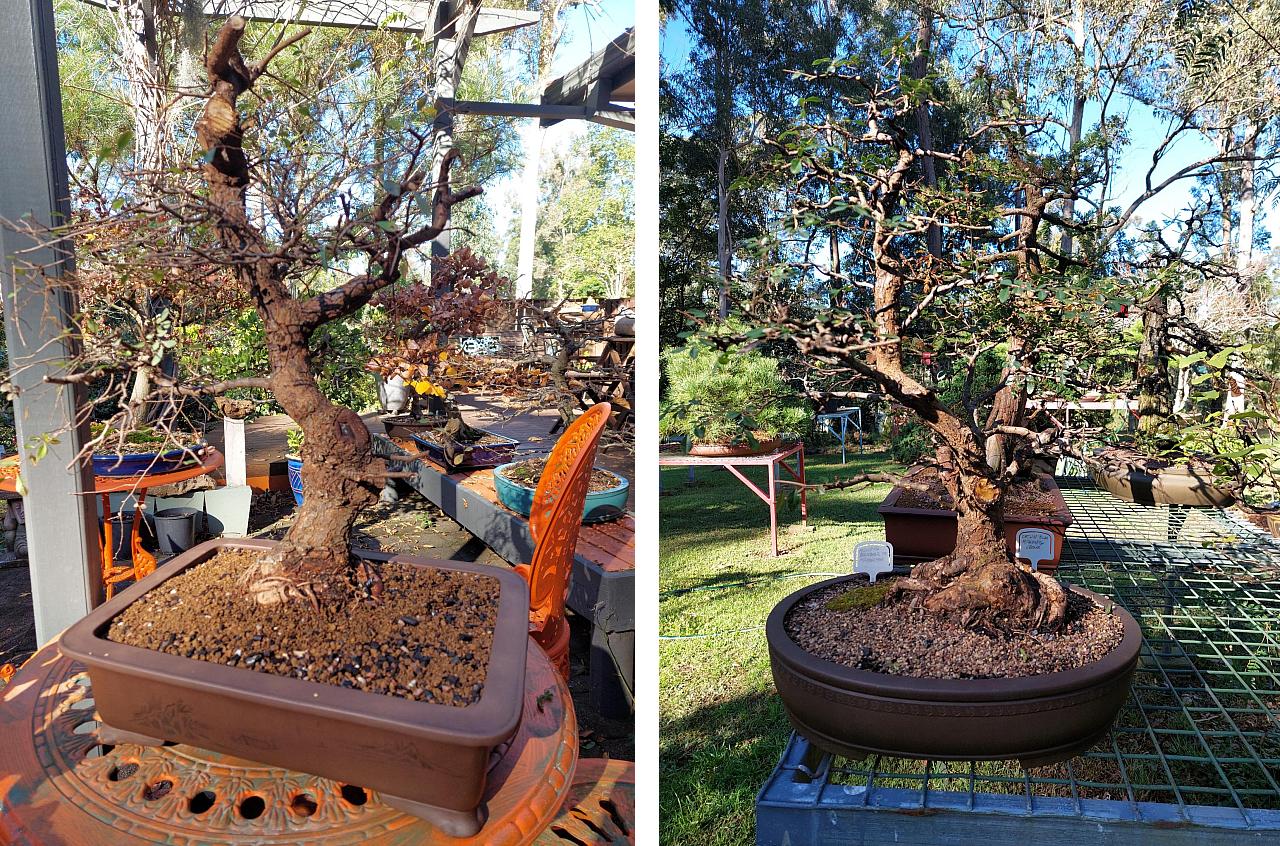 caklin elm bonsai