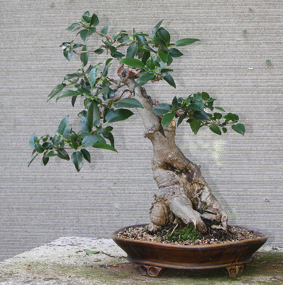 ficus rubiginosa 11