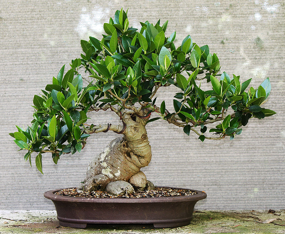 ficus rubiginosa 12