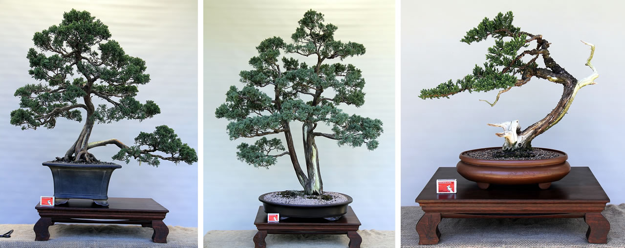 ian hearn bonsai