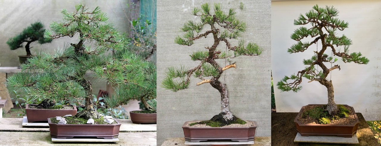 japanese black pine bonsai 04a literati