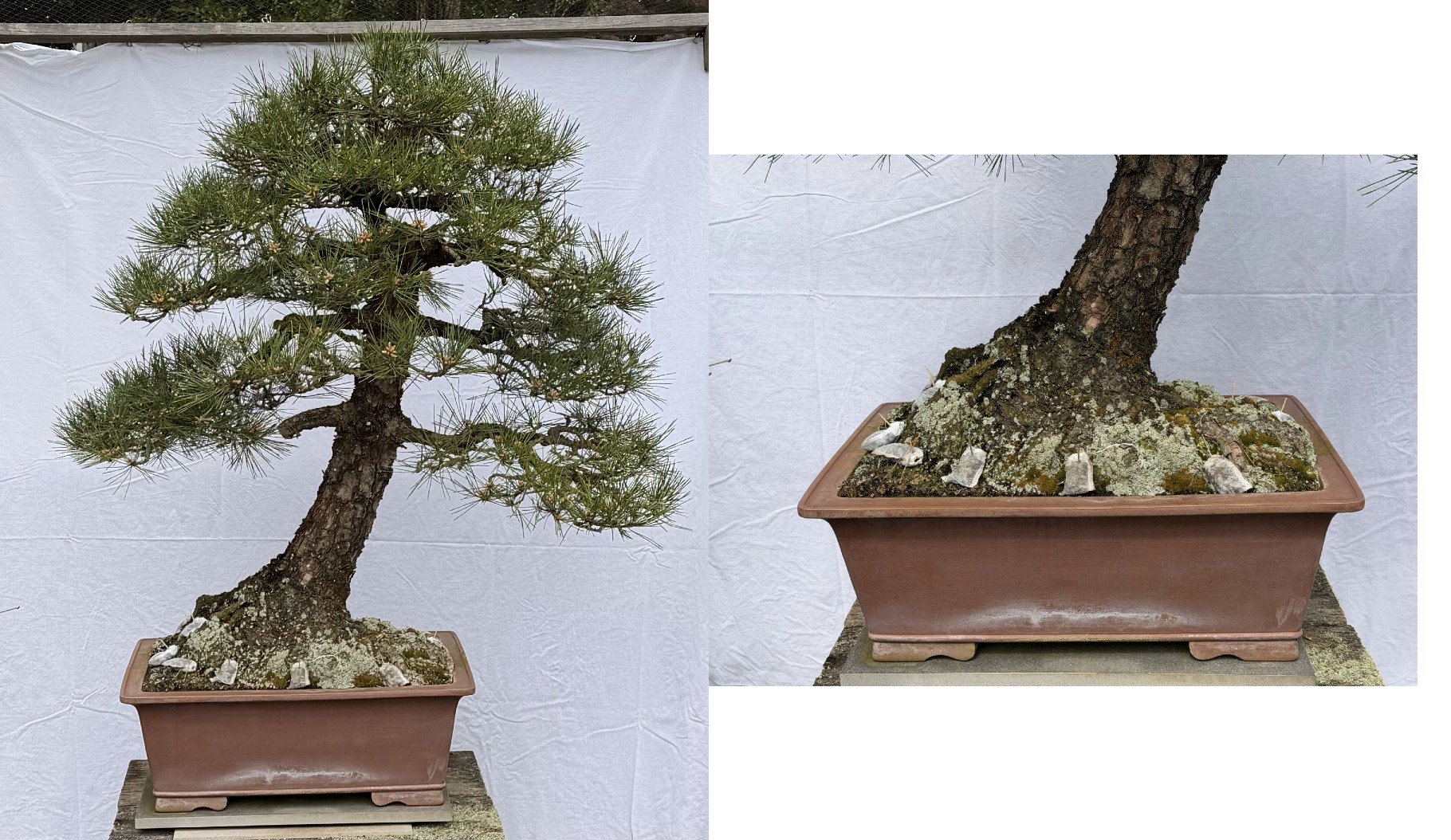large black pine bonsai 90