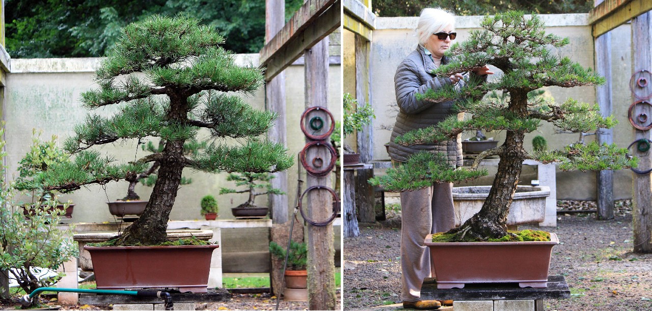 large kuro matsu australian bonsai gallery