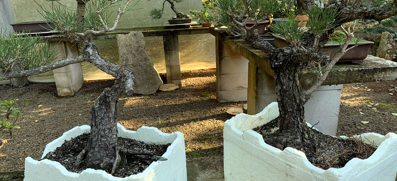 large kuromatsu bonsai stock