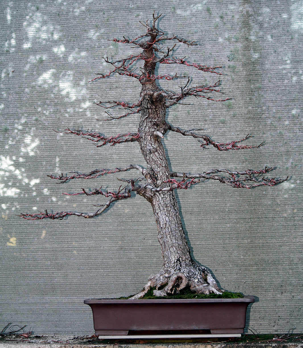 liquidamber 02 australian bonsai gallery