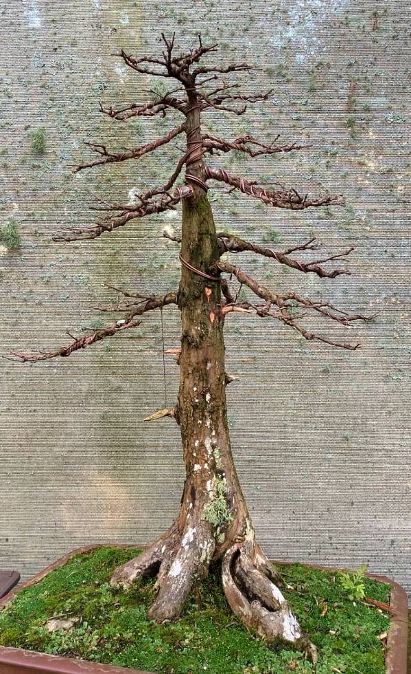 old swamp cypress winter work 2020