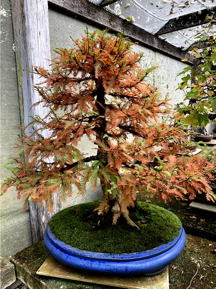 swamp cypress 03 autumn 2020