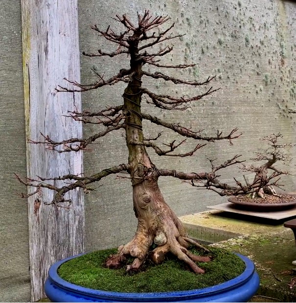 swamp cypress 03 winter 2020