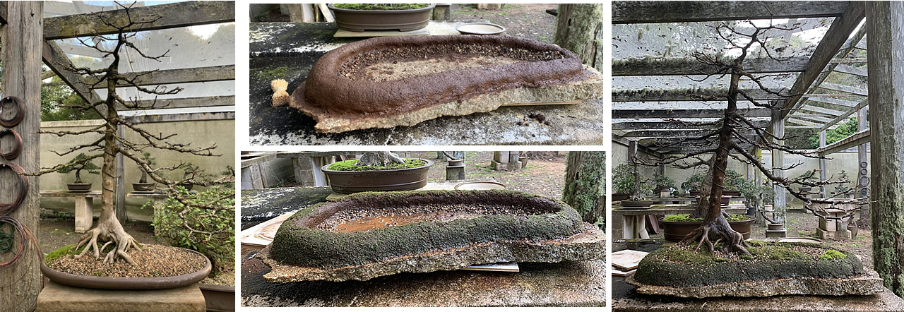 swamp cypress rock planting