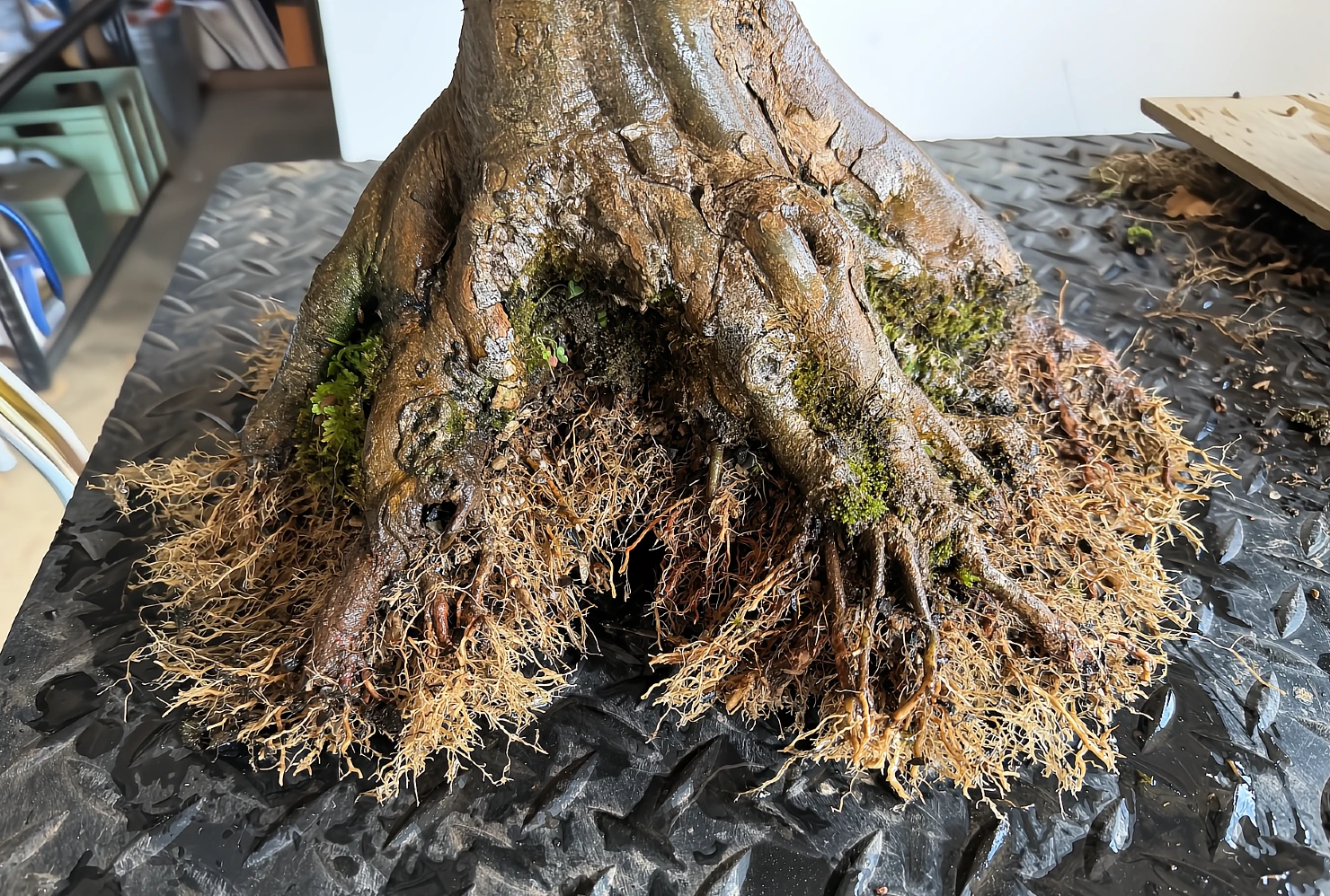 trident maple akadama