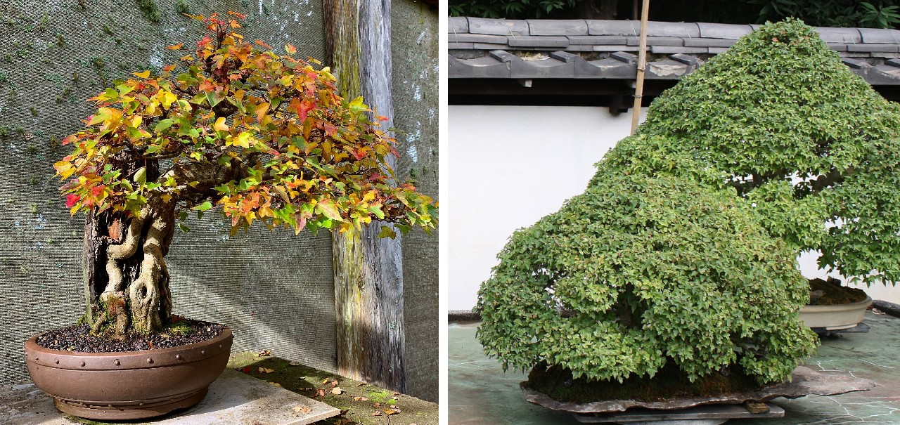 trident maple root over rock autumn 2021