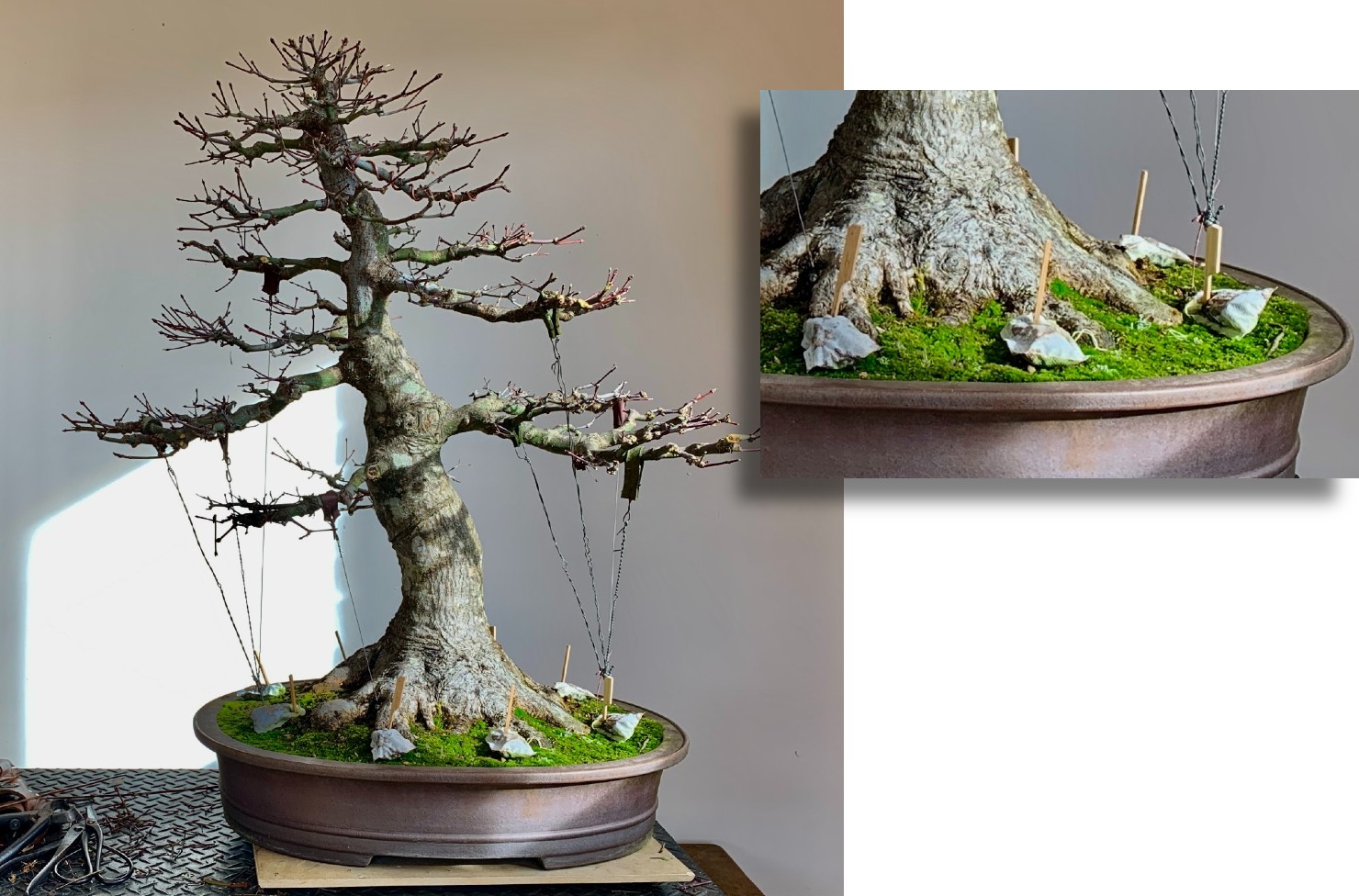 winter bonsai care