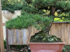 japanese-black-pine-first-branch