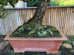japanese-black-pine-nebari