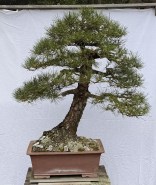 large-black-pine-bonsai-90