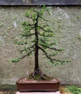 swamp-cypress-11-2021-11