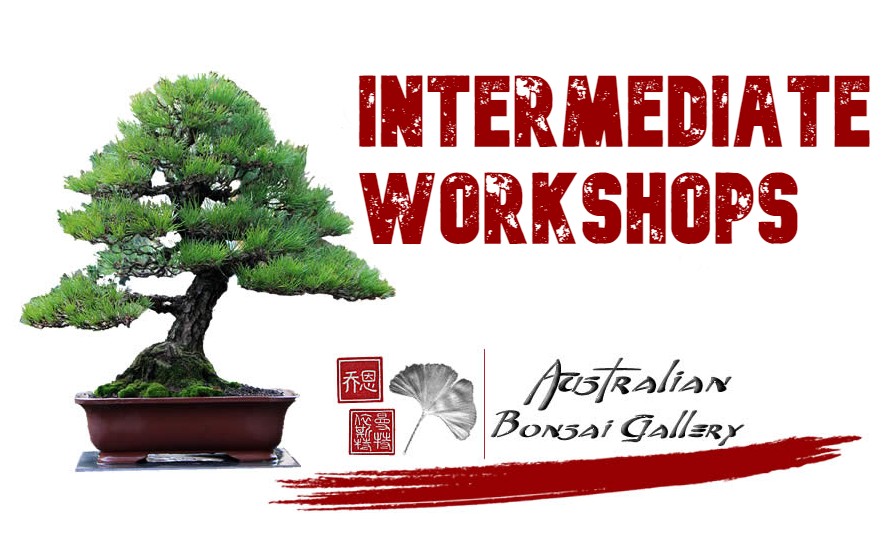 australian bonsai gallery intermediate workshop