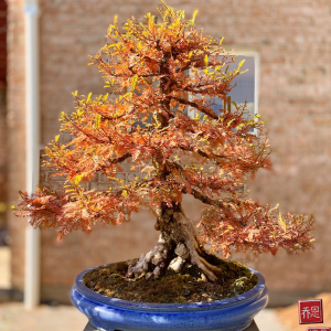 Swamp Cypress - Autumn 2023