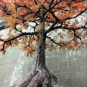 australian-bonsai-gallery-swamp-cypress