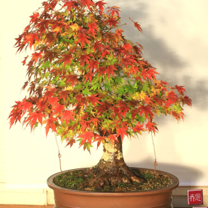 fuyumomiji-autumn-2017