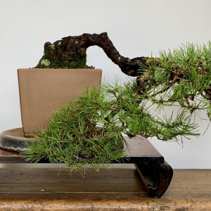 Japanese Red Pine