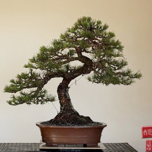 kuromatsu-1970 from Japanese seed