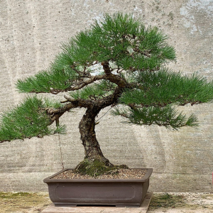 kuromatsu-1970-seed-japan