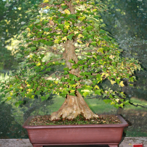 trident-maple-front