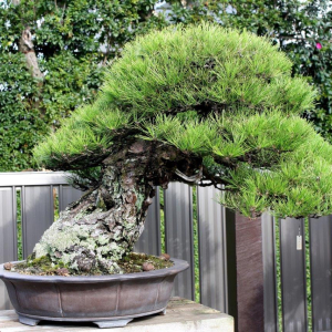 kimura-07a